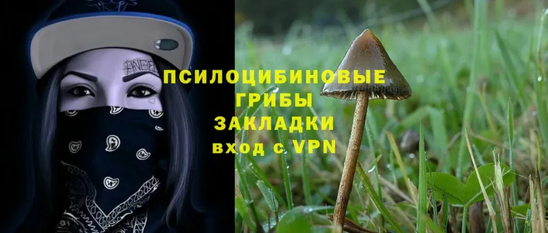 Галлюциногенные грибы Psilocybe  Владикавказ 